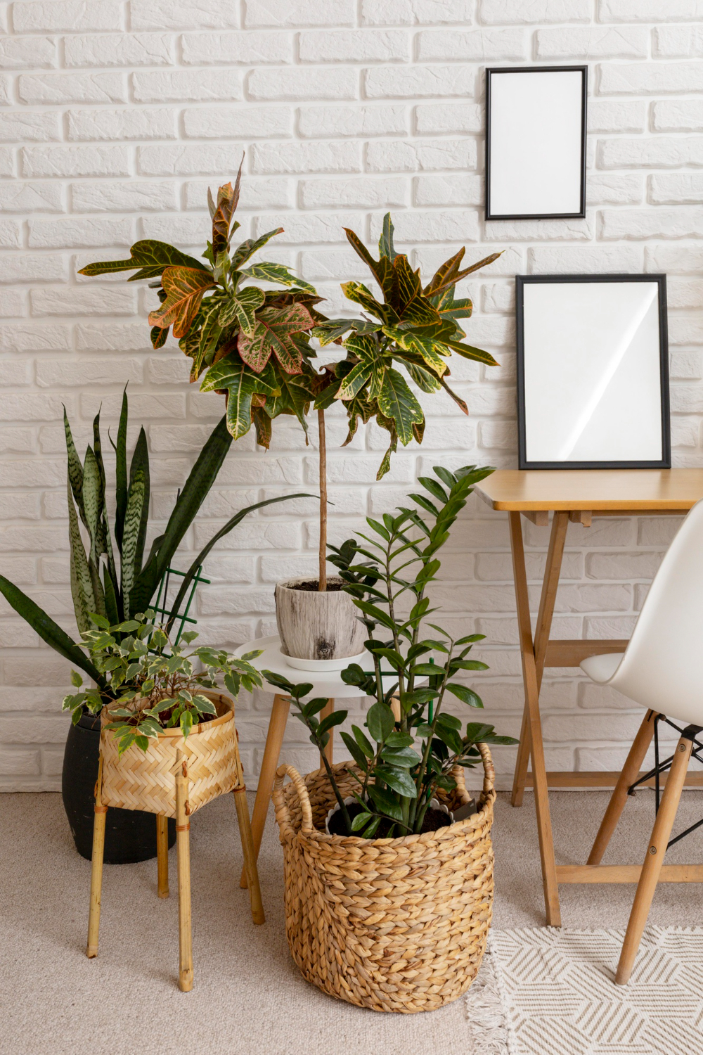 Large Indoor Plants